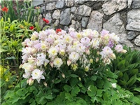 c2e930b9-20190506 Pakujci 1.jpg
